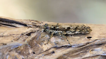 Wallpaper thumb: Lumpy Beplessia Grasshopper